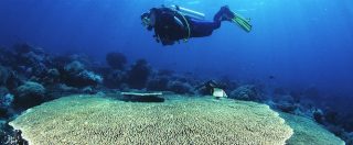 Copertina di Giornata mondiale oceani, lo scienziato della goletta laboratorio: “Oltre 500 milioni di persone dipendono dai coralli”