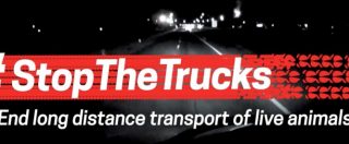 Copertina di Stop the Trucks, un milione di firme per migliorare le leggi sul trasporto degli animali: “Ora compromesso il benessere”