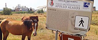 Copertina di Cirò Marina, cavalli e mucche nel tempio di Apollo Aleo. Ma la UE nel 2012 stanziò 500mila euro per recuperarlo