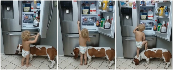 Copertina di Il frigorifero è troppo alto? Ecco chi aiuta il bimbo nella sua scalata. La scena sembra una comica