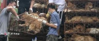 Copertina di Cina, blitz animalista al festival della carne di cane. Le immagini choc: salvati mille animali sulla strada del macello