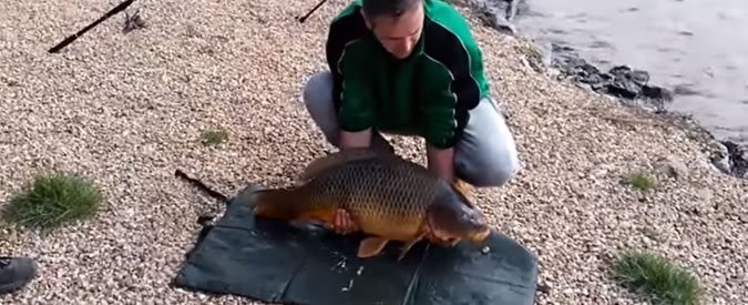 Copertina di Carpe diem, quando a cogliere l’attimo è il pesce. Ecco come riesce a beffare i pescatori