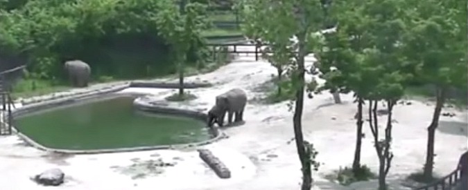 Copertina di L’elefantino rischia di annegare, i giganti buoni reagiscono con un lavoro di squadra che lascia a bocca aperta
