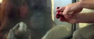 Copertina di La Fidget spinner mania? Ha contagiato anche gli oranghi. Ecco come si divertono nello zoo di Vienna