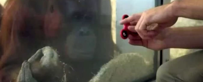 Copertina di La Fidget spinner mania? Ha contagiato anche gli oranghi. Ecco come si divertono nello zoo di Vienna