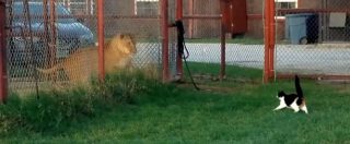 Copertina di Il gatto è temerario e non si ferma nemmeno davanti al leone. La sfida tra i due felini è tutta da ridere