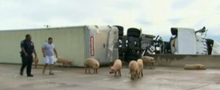 Copertina di Il camion si ribalta, il camion perde il suo carico: maiali vivi invadono l’autostrada