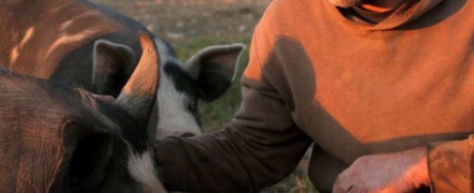 The Last Pig, storia di un allevatore di maiali pentito