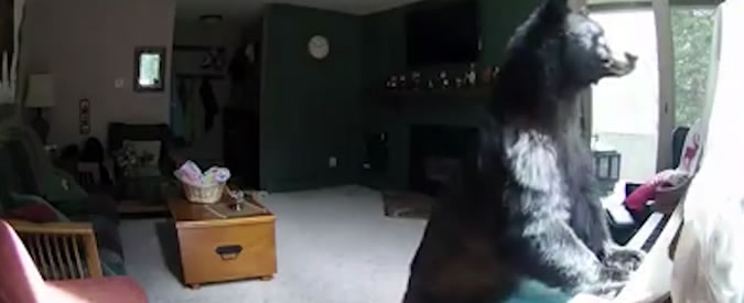 Copertina di Un musicista bestiale: l’orso irrompe in casa e dopo lo spuntino si diverte così