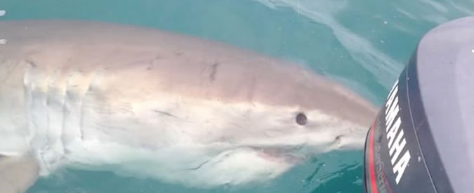 Copertina di Occhio allo squalo! L’incontro ravvicinato tra il predatore e due pescatori australiani