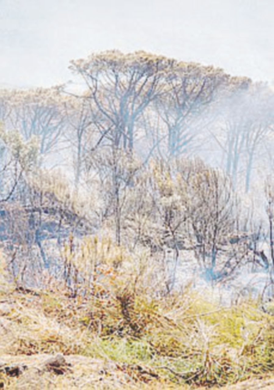 Nel 2017 triplicata la vegetazione andata in fumo