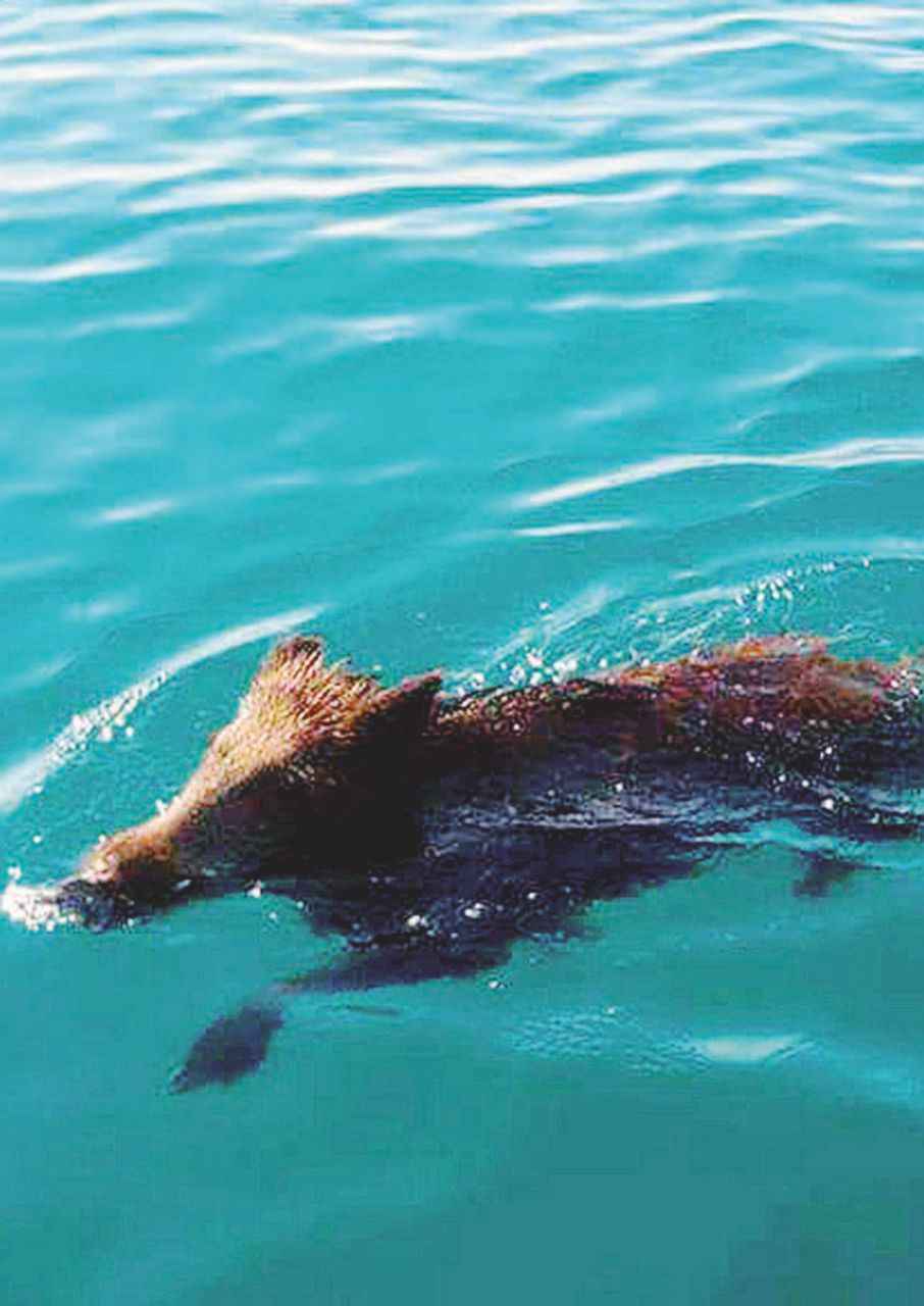 Copertina di Cavallette ciarliere e cinghiali arrapati: tutta colpa del caldo