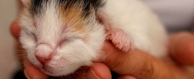 Bari, infermiera licenziata per aver salvato un gattino: “Lo rifarei”