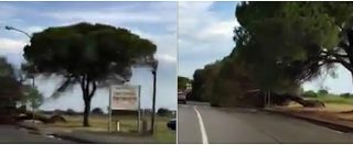 Copertina di Pioggia e raffiche di vento in Romagna: gli alberi cadono uno dopo l’altro. Le immagini del Lido di Spina