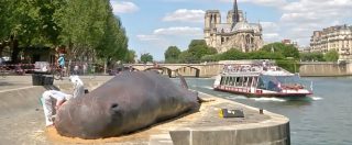 Copertina di Balena spiaggiata sulla riva della Senna a Parigi. La provocazione di ‘Captain Boomer’, ecco perché