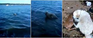 Copertina di Il tuffo del cane Storm per salvare il cerbiatto. La storia dei due animali fa il giro del mondo