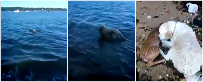 Copertina di Il tuffo del cane Storm per salvare il cerbiatto. La storia dei due animali fa il giro del mondo