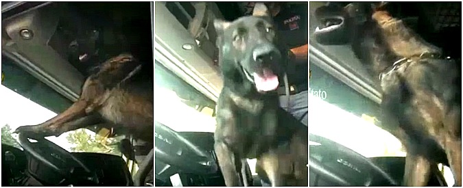 Copertina di Scopre l’eroina nascosta nel camion e “avvisa” suonando il clacson. È Gimbo, il cane poliziotto della cinofila di Rimini