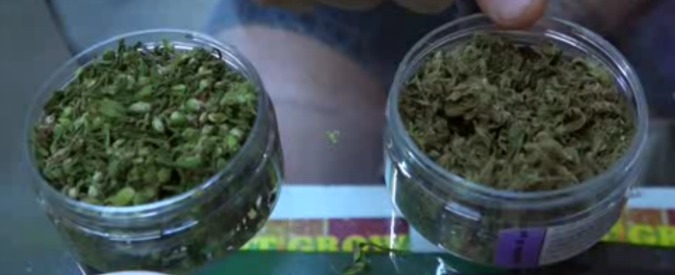 Copertina di Cannabis light, polizia: “Legale? Sì, ma attenzione, non fatevi illusioni, può essere sequestrata”. Ecco perché