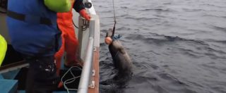 Copertina di La foca sta soffocando con un cavo di una boa. Il salvataggio delle guardie zoologiche è in extremis