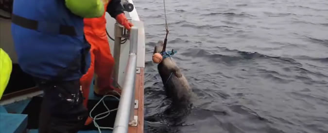 Copertina di La foca sta soffocando con un cavo di una boa. Il salvataggio delle guardie zoologiche è in extremis