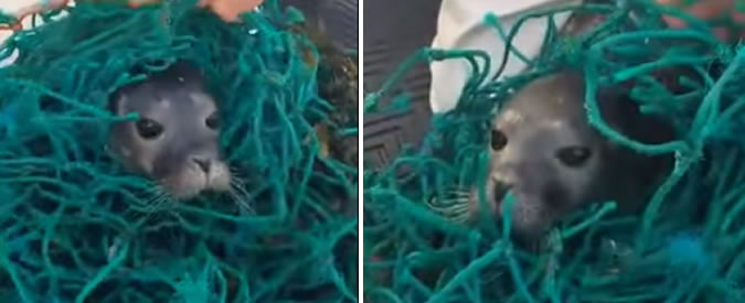 Copertina di Pescatori dal cuore tenero: ecco come riescono a salvare la foca intrappolata in una rete