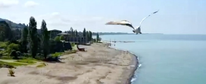 Copertina di La natura umilia il drone, la manovra aerea di questo gabbiano vi lascerà a bocca aperta