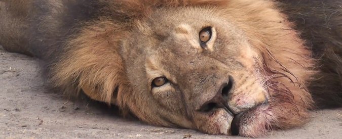 Zimbabwe, ucciso anche il figlio del leone Cecil: protesta per la morte di Xanda