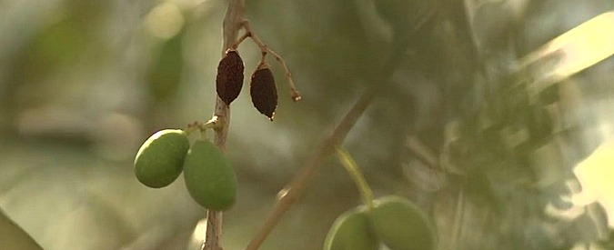 Copertina di Siccità, è allarme anche tra gli uliveti. A rischio produzione di olio: “Quest’anno in commercio solo quello che arriva dall’estero”