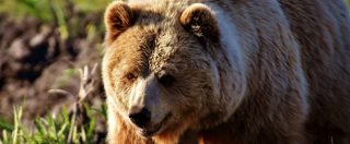 Abbattuta l’orsa Kj2 in Trentino, ferì un uomo. Animalisti: ‘Boicottiamo Provincia’. Il governatore Rossi: “Prima la sicurezza”