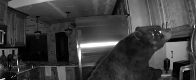 Copertina di Questo orso reinventa il concetto di B&B: la colazione è a domicilio con il bear and breakfast