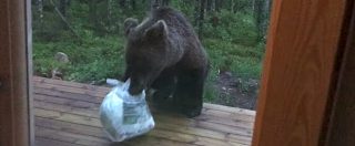 Copertina di Ladro di un orso, ecco come affrontarlo quando lo cogliete in flagrante. Sempre che abbiate il coraggio