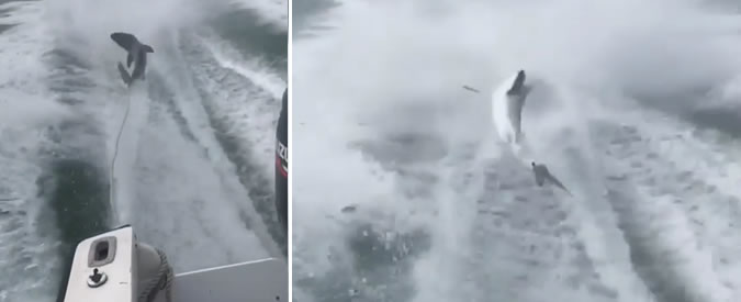 Copertina di Squalo trascinato per un macabro divertimento: la pesca d’altura finisce con un’indagine delle guardie zoofile