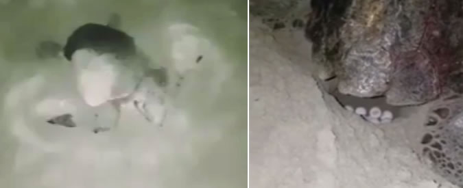 Copertina di La tartaruga marina depone le uova sul litorale romano: il documentario amatoriale è veramente coatto