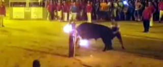 Copertina di Spagna, orrore a Foios: lo spettacolo delle corna infuocata finisce male. Il toro impazzisce e si suicida