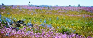 Copertina di Cile, il deserto di Atacama si tinge di viola. L’inaspettata e insolita fioritura di uno dei luoghi più aridi al mondo
