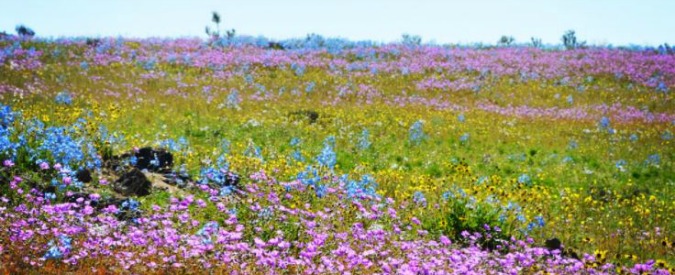 Copertina di Cile, il deserto di Atacama si tinge di viola. L’inaspettata e insolita fioritura di uno dei luoghi più aridi al mondo