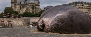 Copertina di Una balena spiaggiata a Notre Dame? Chissenefrega delle provocazioni artistiche