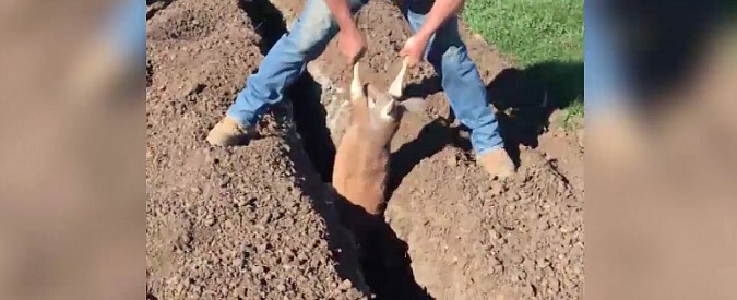 Copertina di Il canguro sembra essere spacciato. Poi arriva un uomo dal cuore d’oro