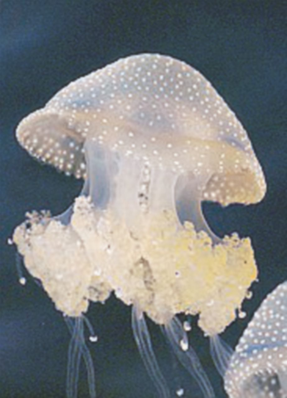 Copertina di Meduse fritte, in carpaccio o marinate. Ecco il brevetto per cucinarle in sicurezza