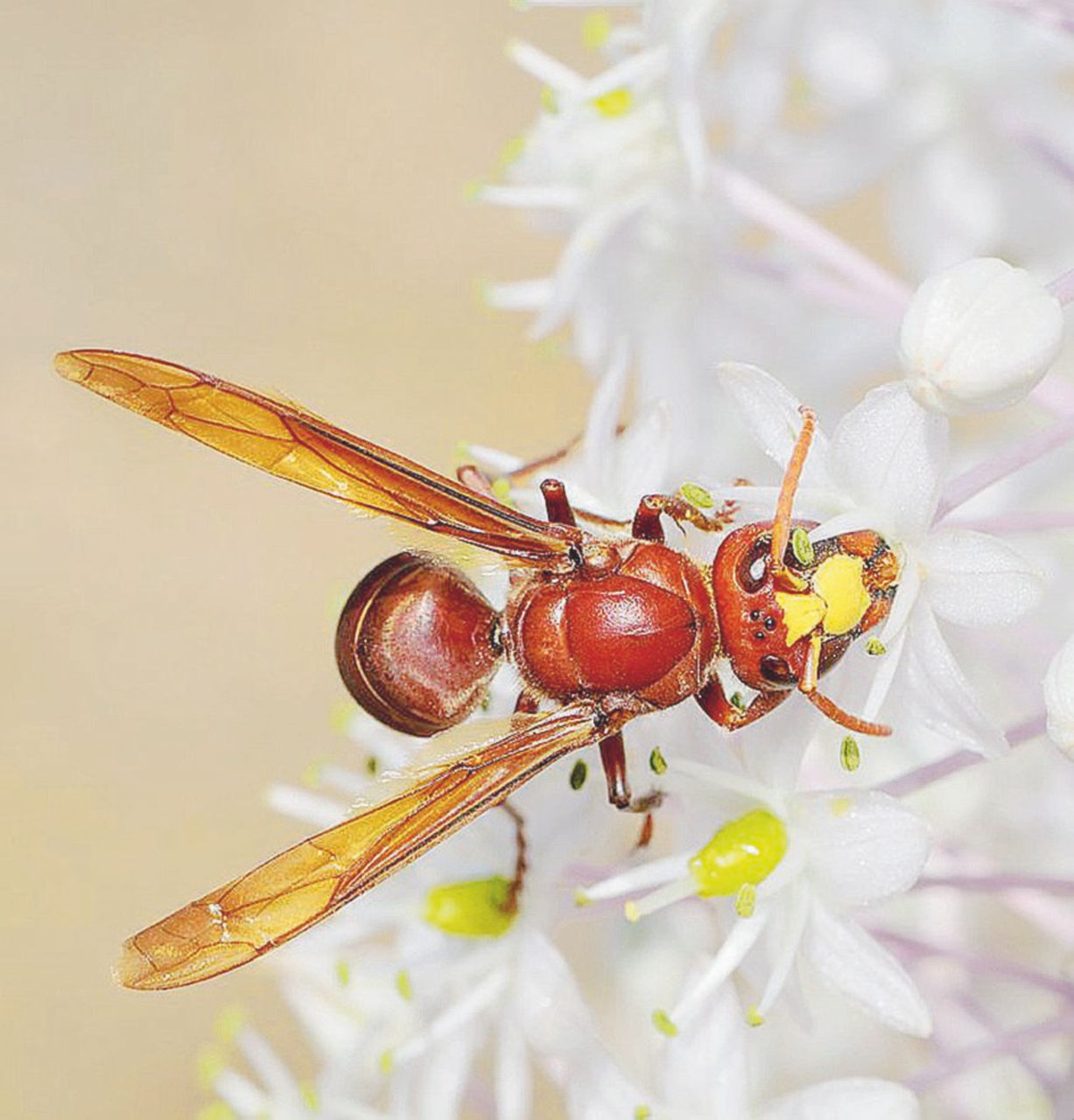 Copertina di Il turismo invadente e rapace di vongole, vespe, cimici e batteri