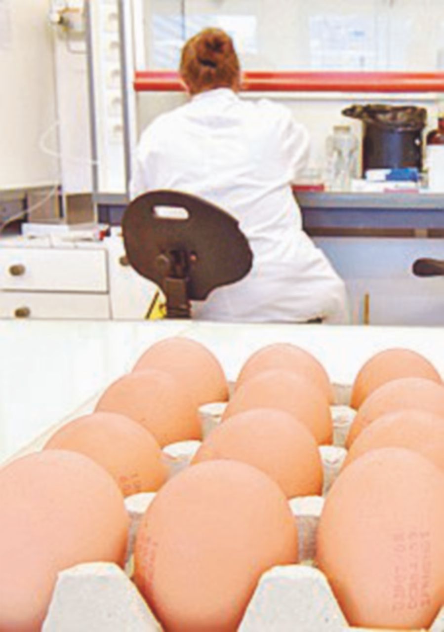 Fipronil nelle uova: Marche e Campania, ancora sequestri Fipronil nelle uova: Marche e Campania, ancora sequestri