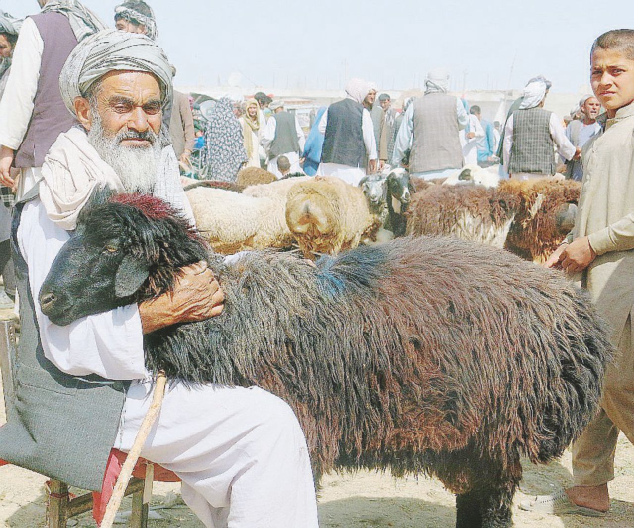 Lana preziosa - Una capra in un mercato di Mazar-i-Sharif, nel nord dell’Afghanistan - LaPresse Afghanistan, 9 capre da 6 milioni di dollari e altri sprechi Usa