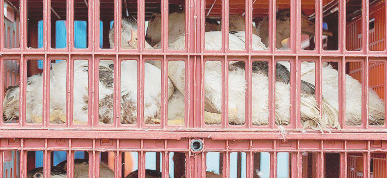 Torna l’aviaria: abbattuto un milione di capi contagiati Torna l’aviaria: abbattuto un milione di capi contagiati