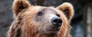 Copertina di Abbattuta l’orsa Kj2, prime disdette in Trentino dopo il boicottaggio lanciato dagli animalisti