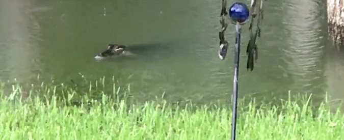Copertina di Texas, l’uragano Harvey le allaga il giardino e gli alligatori circondano la sua casa. E lei gira un video