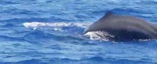 Copertina di Ponza, avvistamento in mare: “Ma che è un sommergibile russo? No, una balena” e la gioia è incontenibile