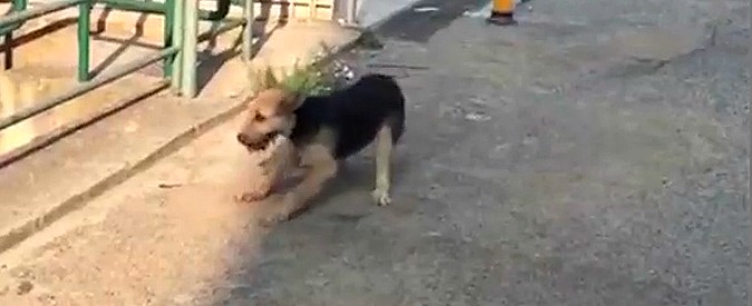 Copertina di Cani avvelenati con il topicida nel cosentino. La video denuncia degli animalisti: “Un dramma che non si ferma”