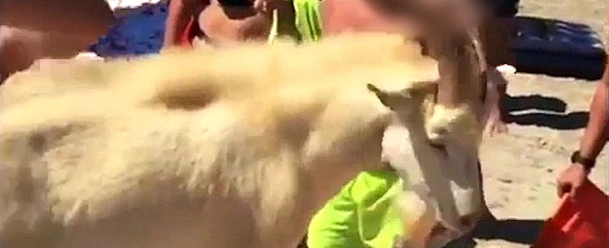 Copertina di Oristano, bagnante schiaffeggia caprone arrivato sulla spiaggia. Il filmato diffuso dall’Enpa: “Turisti incivili”