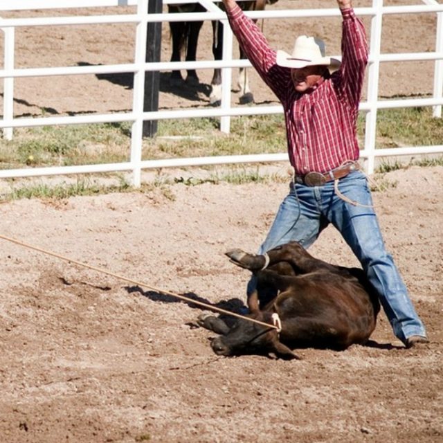 Rodeo, l’accusa degli animalisti Usa: “Torturano e uccidono vitelli, cavalli e tori per puro divertimento”